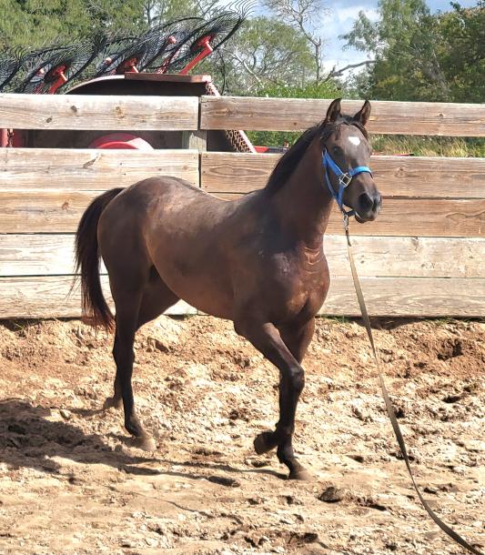 ARABIAN HORSES FOR SALE, SAN ANTONIO TEXAS AREA